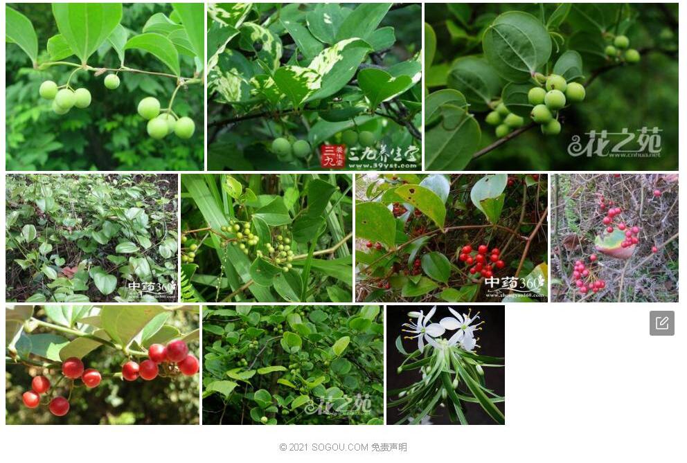 富宁菝葜照片和图片/