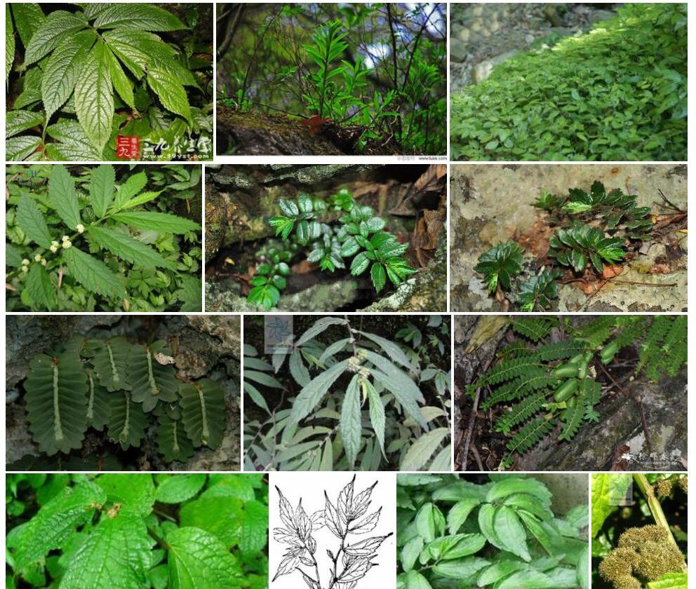 对叶楼梯草照片和图片/