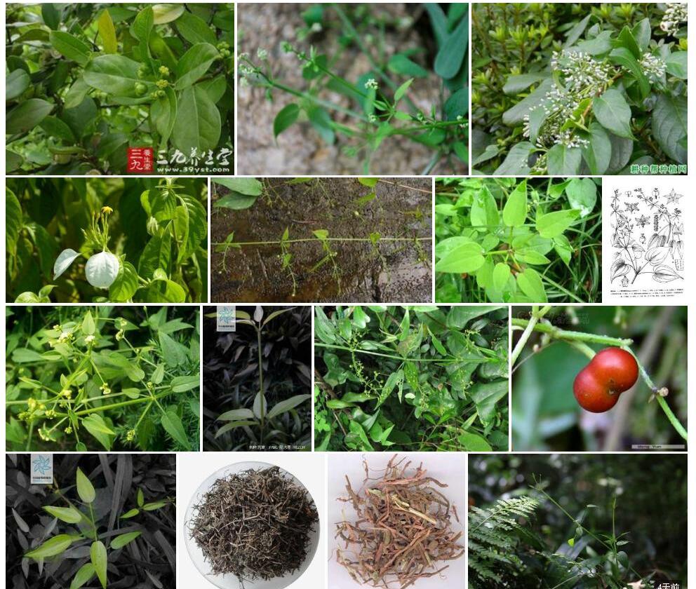 对叶茜草照片和图片/