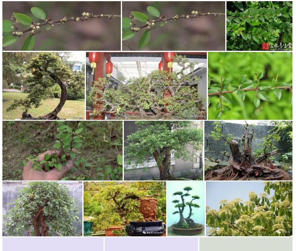 对节刺照片和图片/