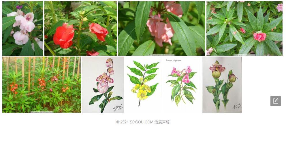 封怀凤仙花照片和图片/