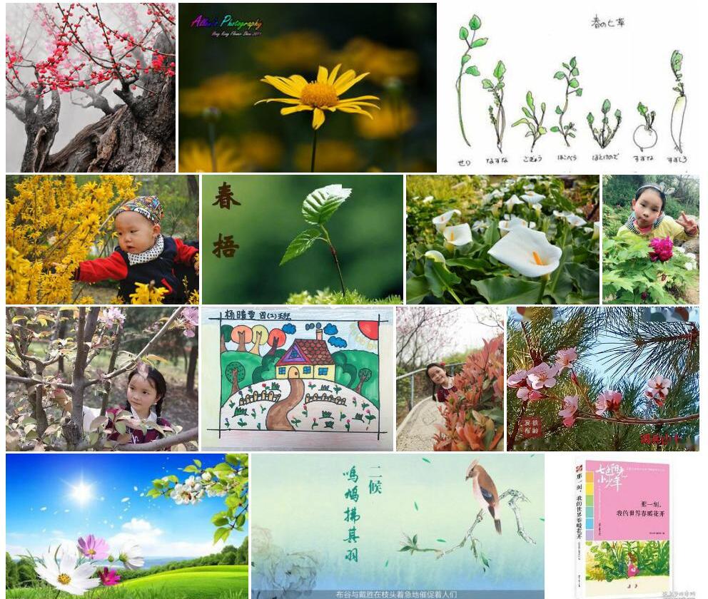 小七指报春照片和图片/