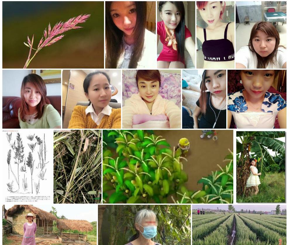 小丽茅照片和图片/