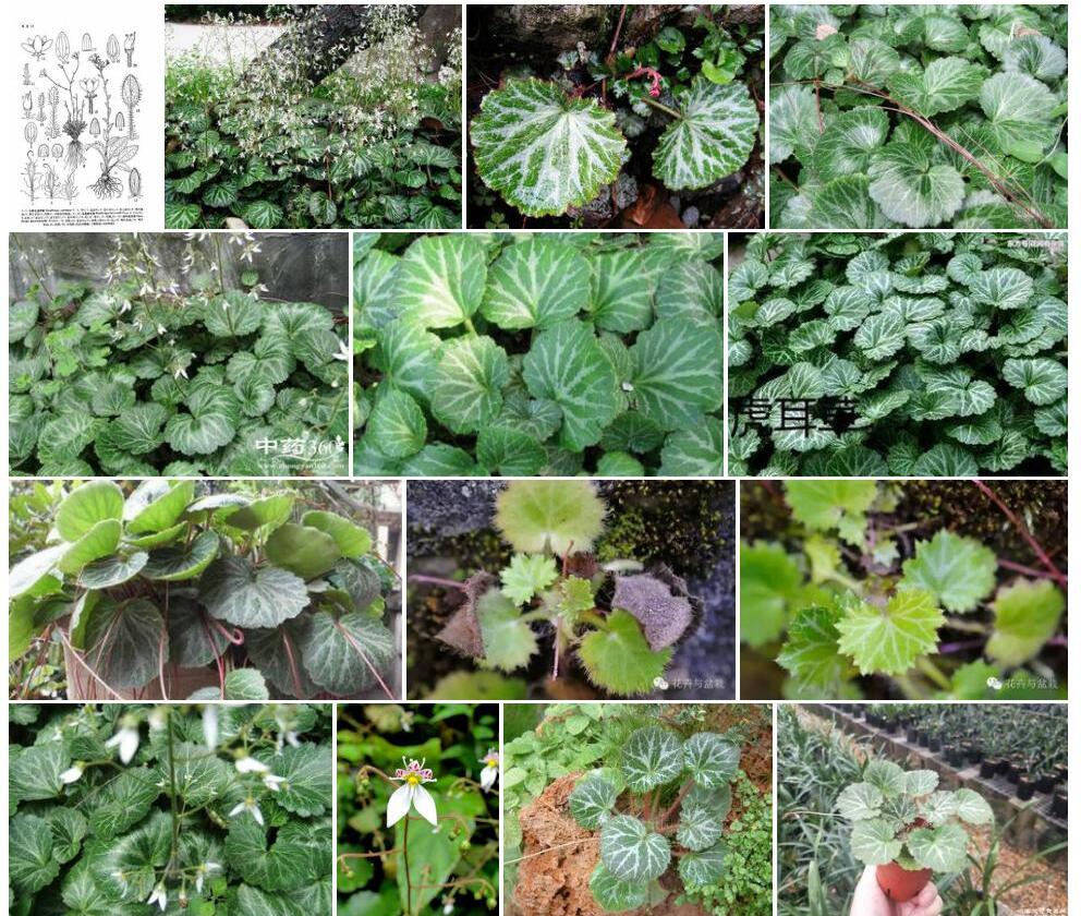 小刚毛虎耳草照片和图片/
