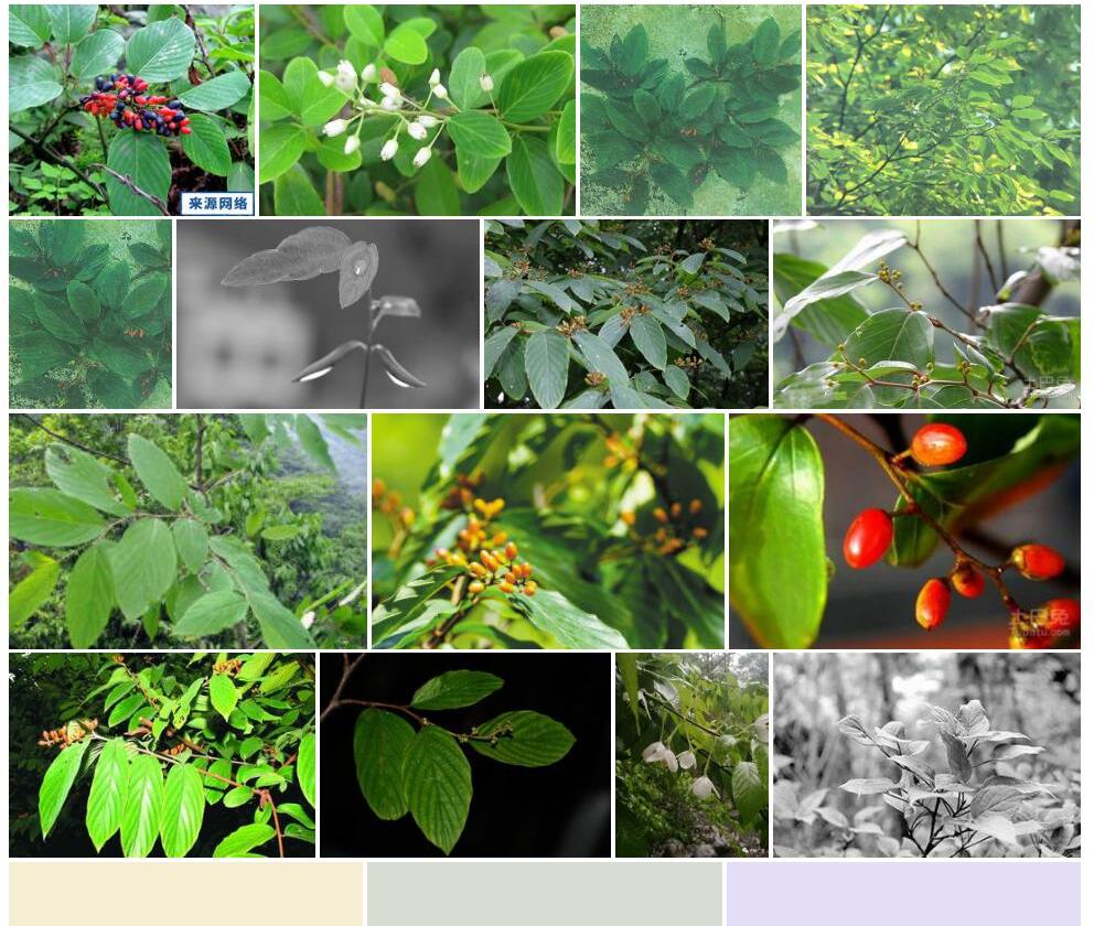 小勾儿茶照片和图片/