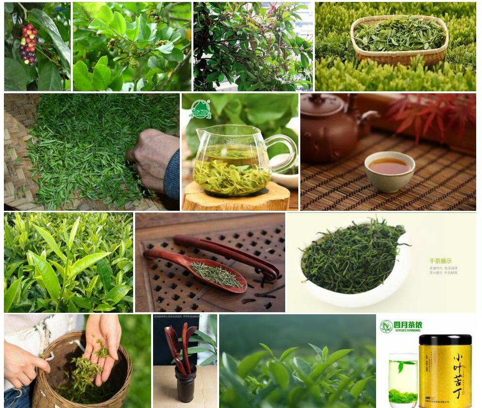 小叶五月茶照片和图片/
