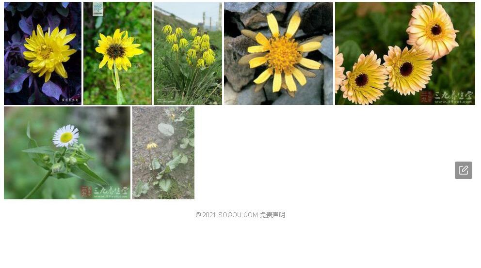 小叶垂头菊照片和图片/