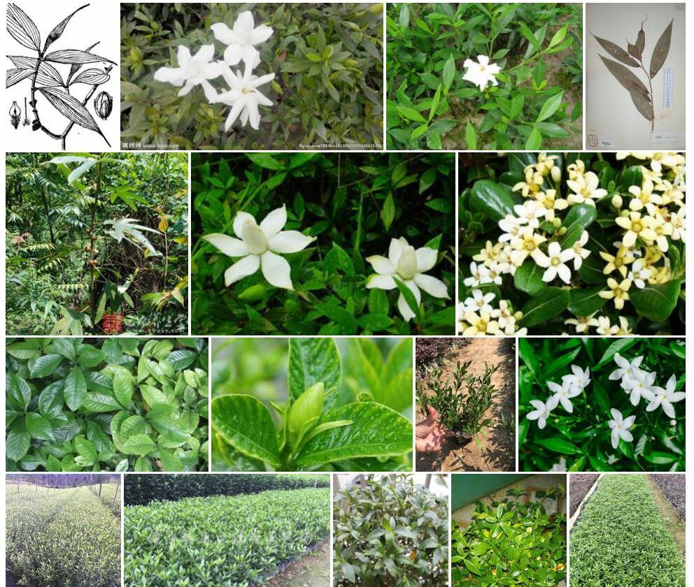 小叶孔药花照片和图片/