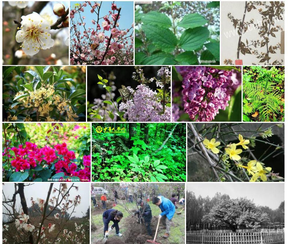 小叶山梅花照片和图片/