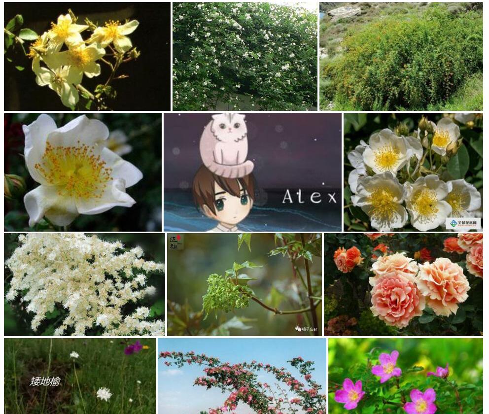 小叶川滇蔷薇照片和图片/
