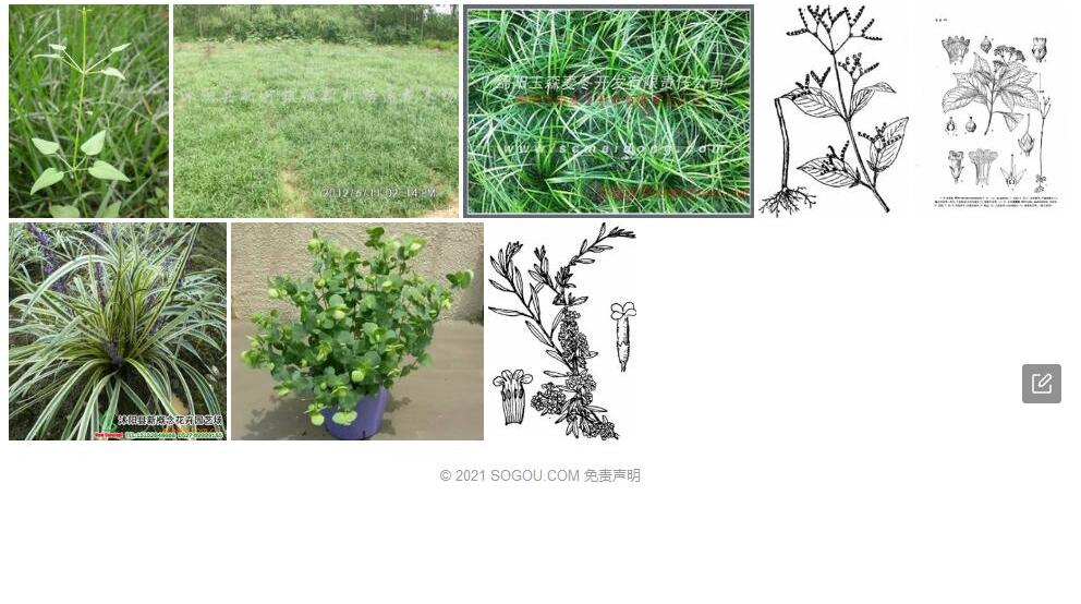 小叶度量草照片和图片/