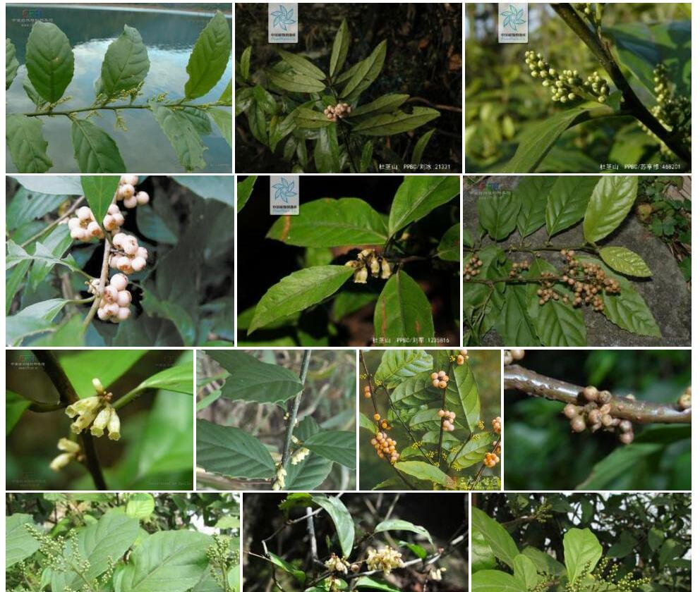 小叶杜茎山照片和图片/