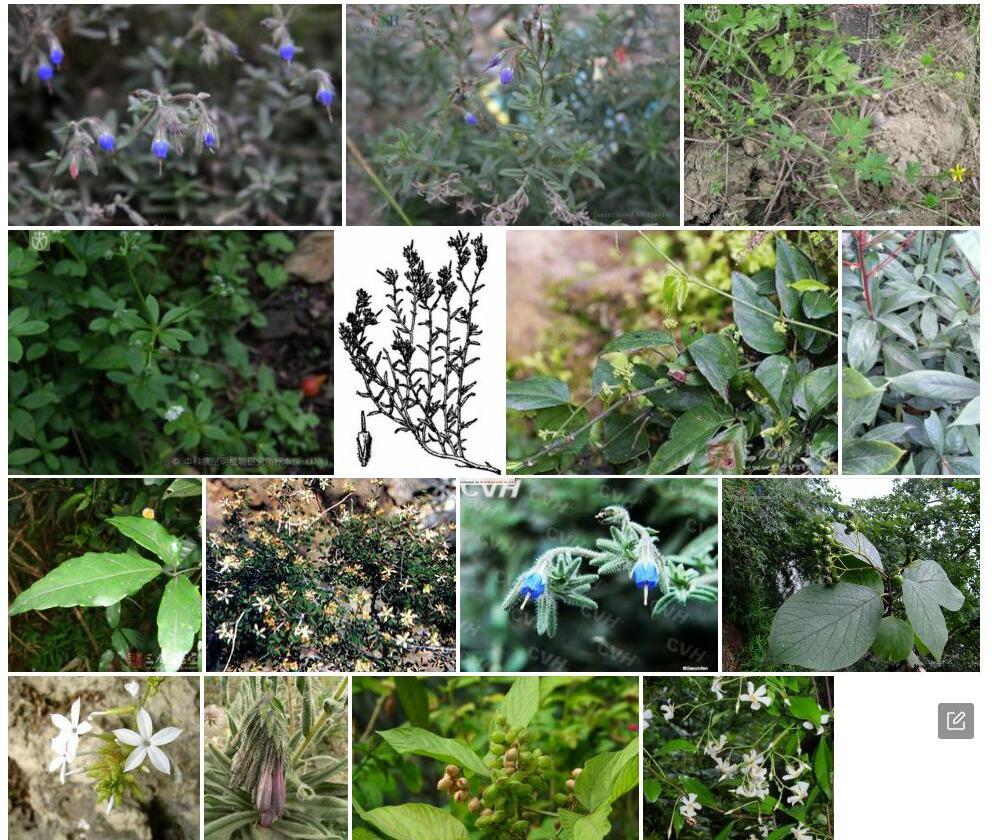 小叶滇紫草照片和图片/