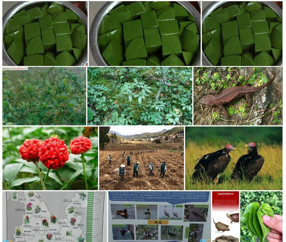 小叶澜沧豆腐柴照片和图片/