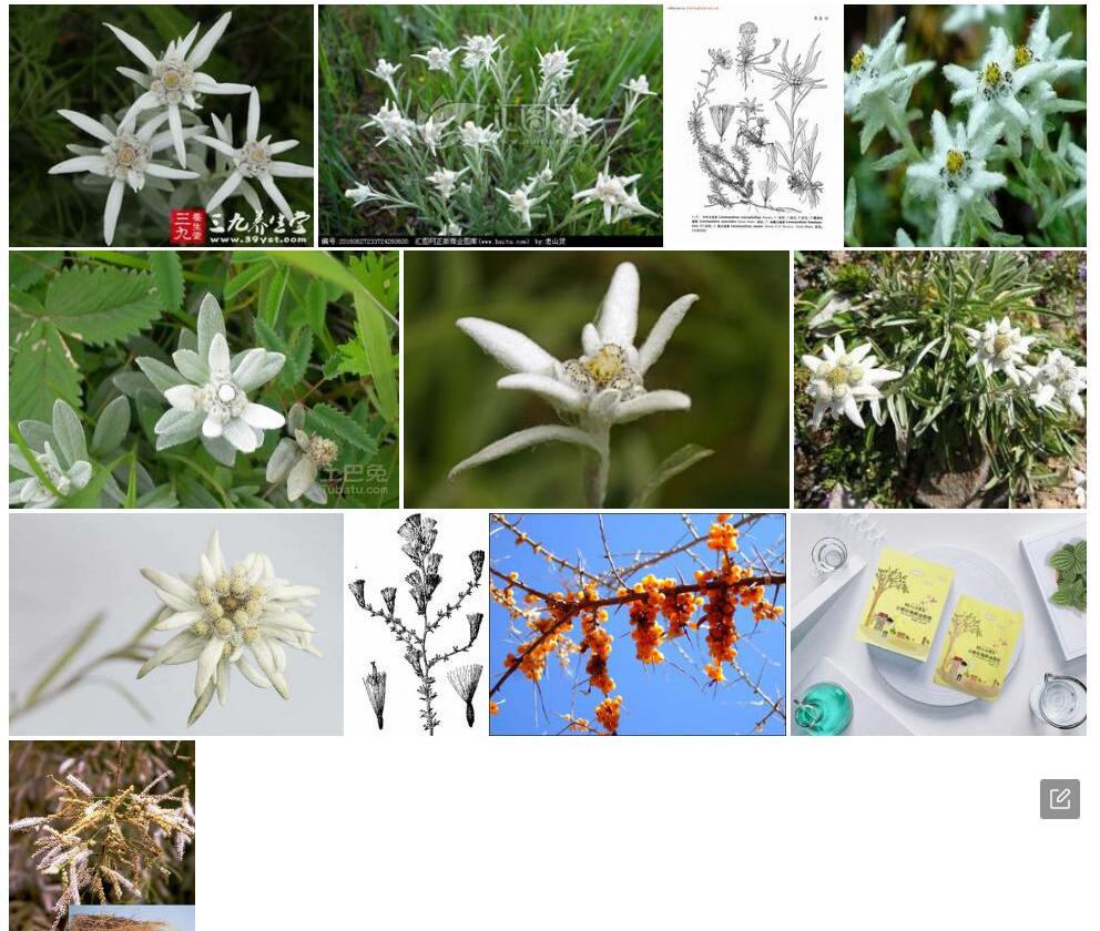 小叶火绒草照片和图片/