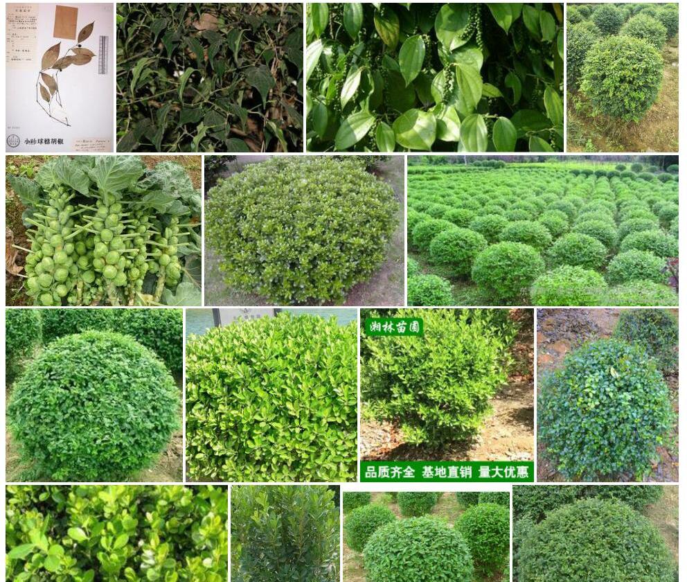 小叶球穗胡椒照片和图片/