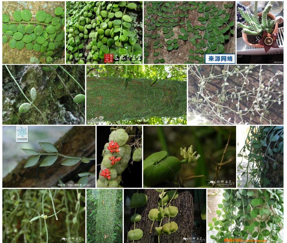 小叶眼树莲照片和图片/