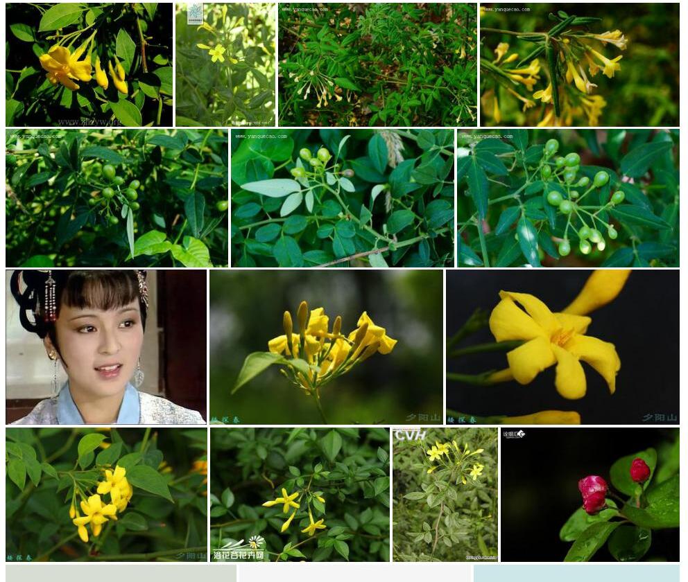 小叶矮探春照片和图片/