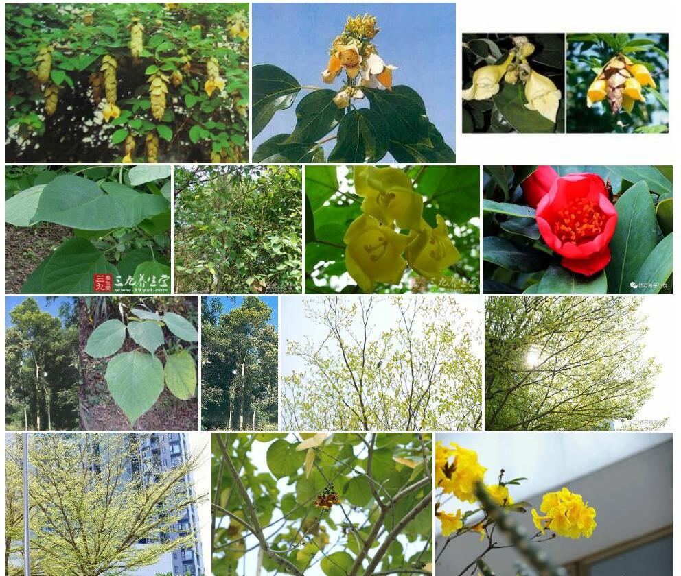 小叶石梓照片和图片/