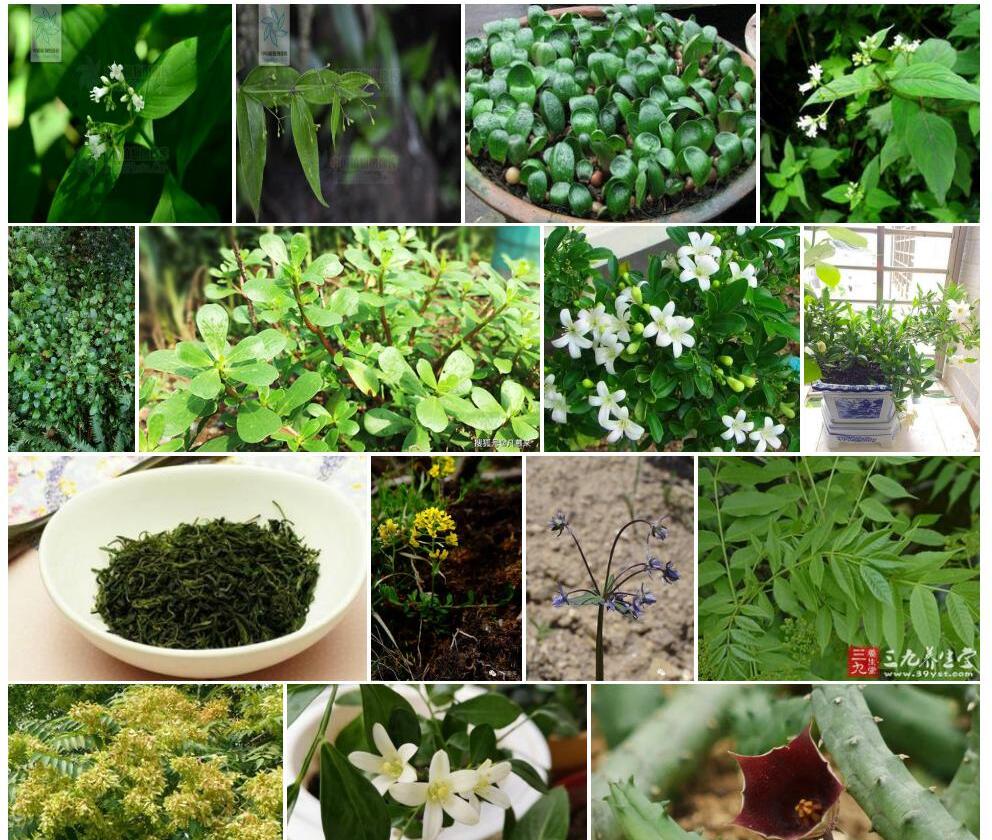 小叶臭味新耳草照片和图片/