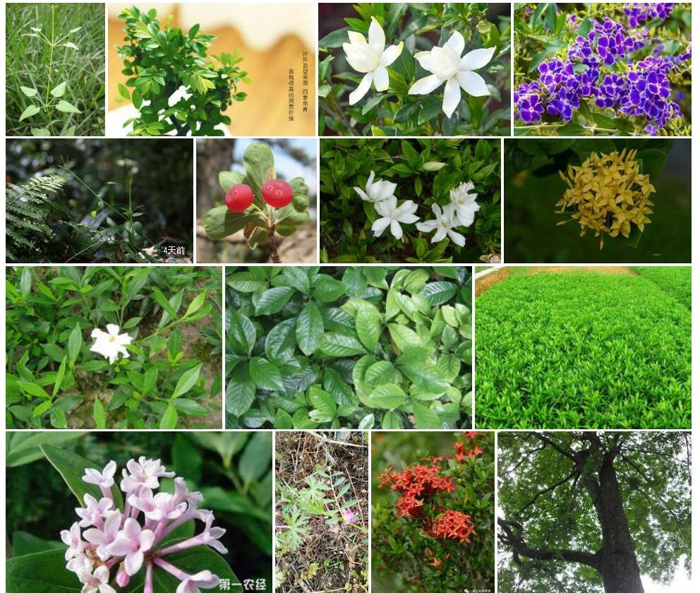 小叶茜草照片和图片/