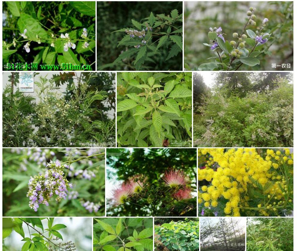 小叶荆照片和图片/