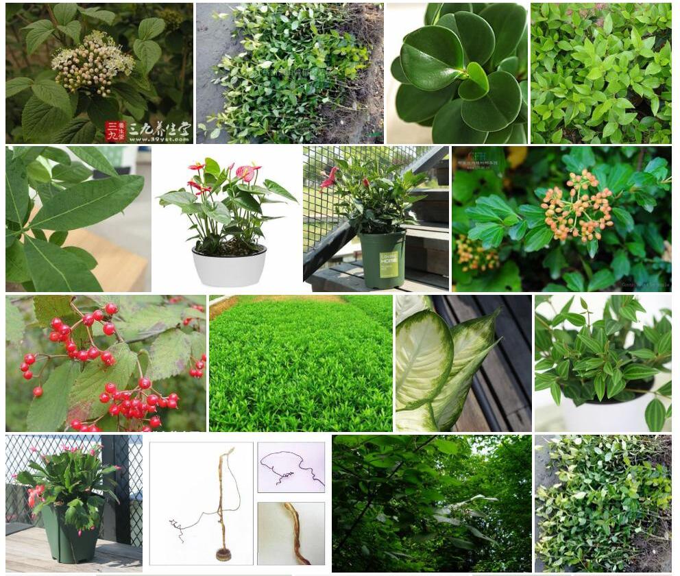 小叶荚蒾照片和图片/