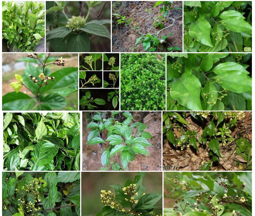 小叶豆腐柴照片和图片/