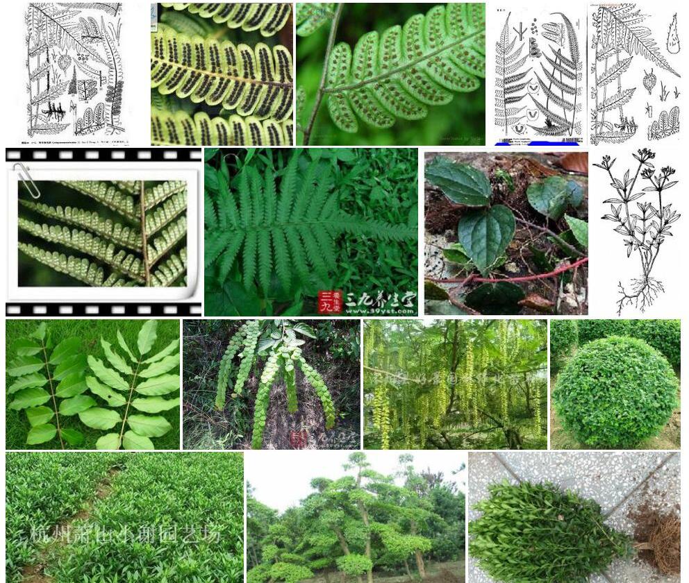 小叶钩毛蕨照片和图片/