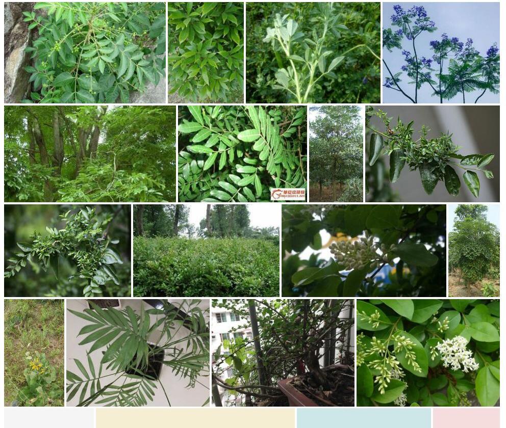 小叶长花柳照片和图片/