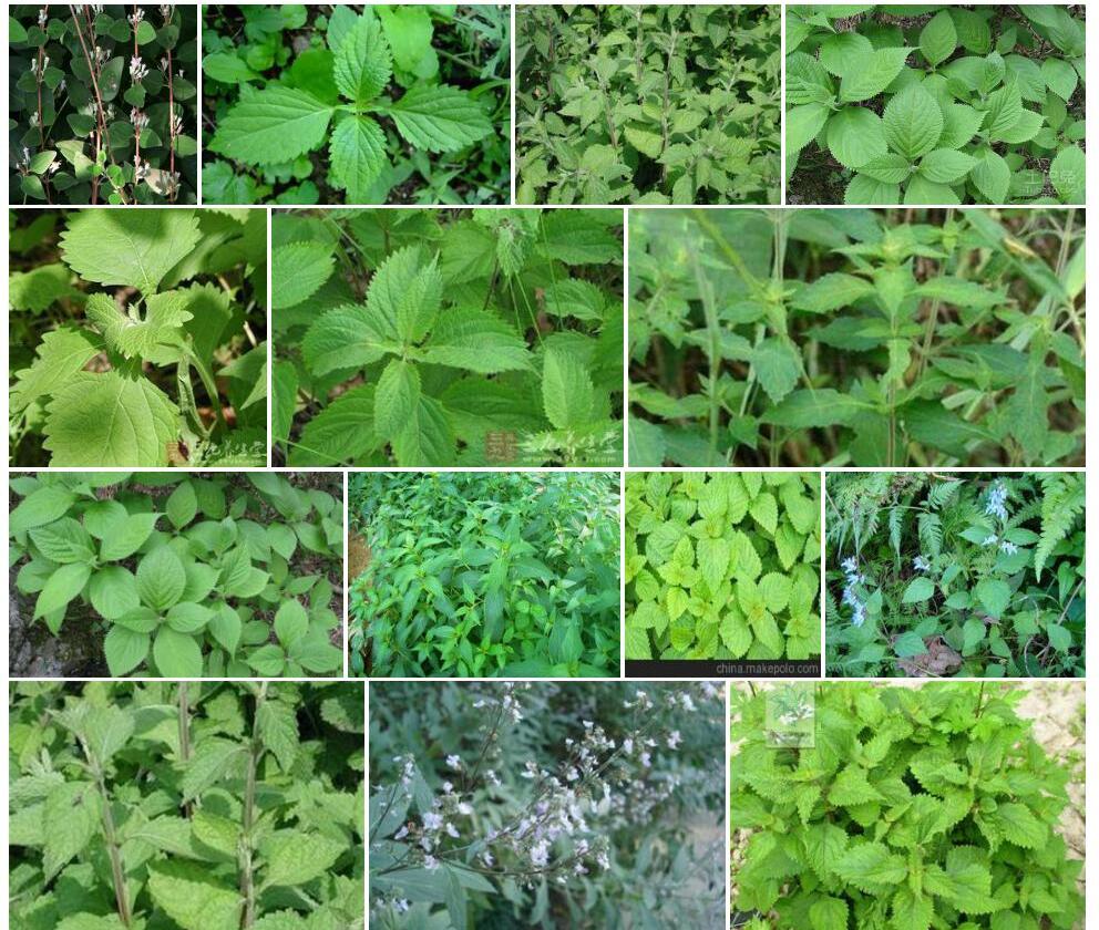 小叶香茶菜照片和图片/