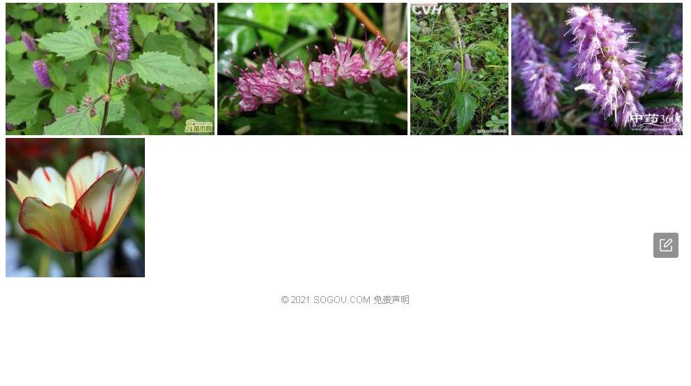 小头花香薷照片和图片/