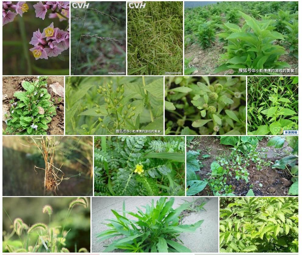 小尖隐子草照片和图片/