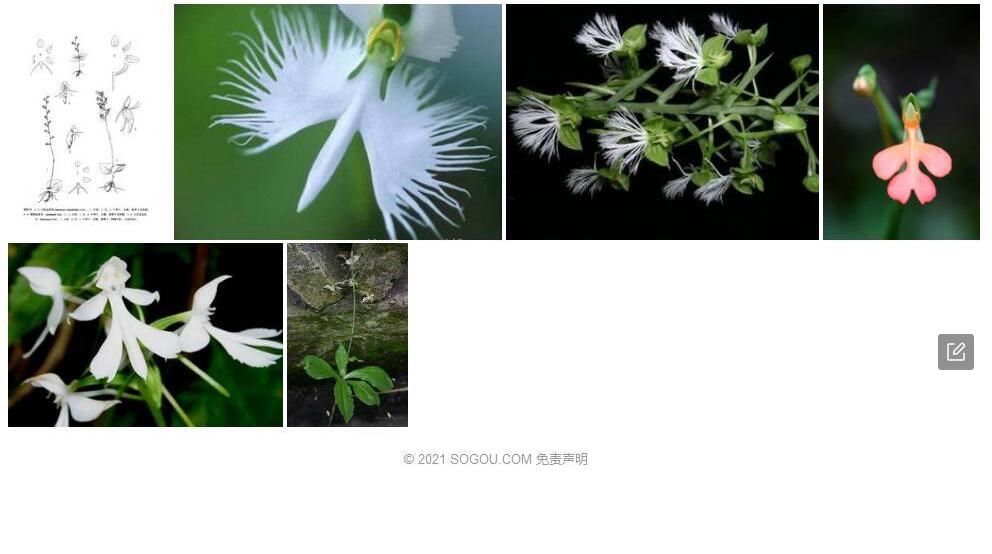 小巧玉凤花照片和图片/