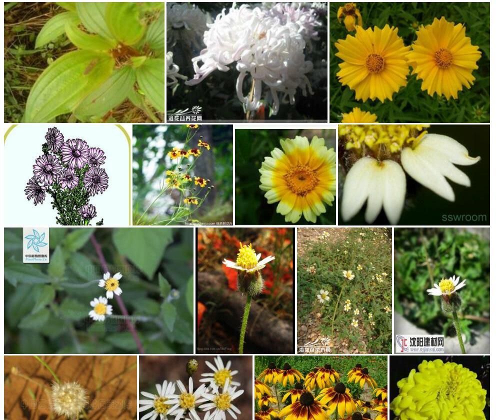 小扁芒菊照片和图片/
