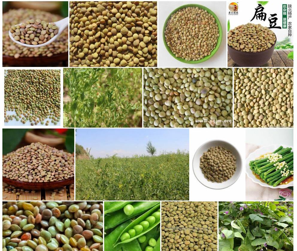小扁豆照片和图片/