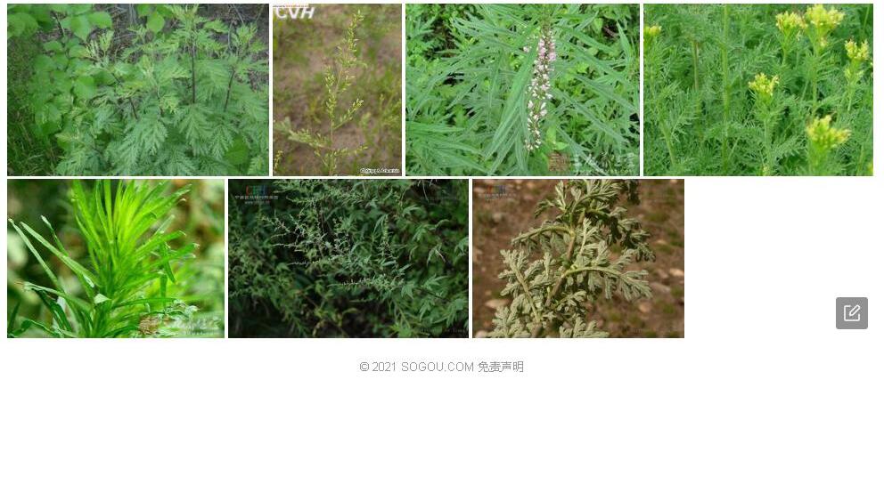 小指裂蒿照片和图片/