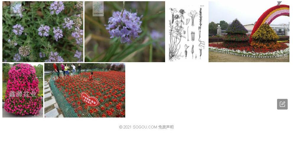 小新塔花照片和图片/