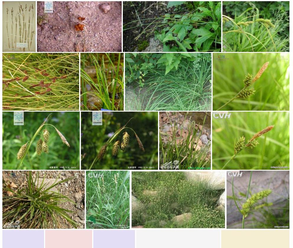 小果囊薹草照片和图片/