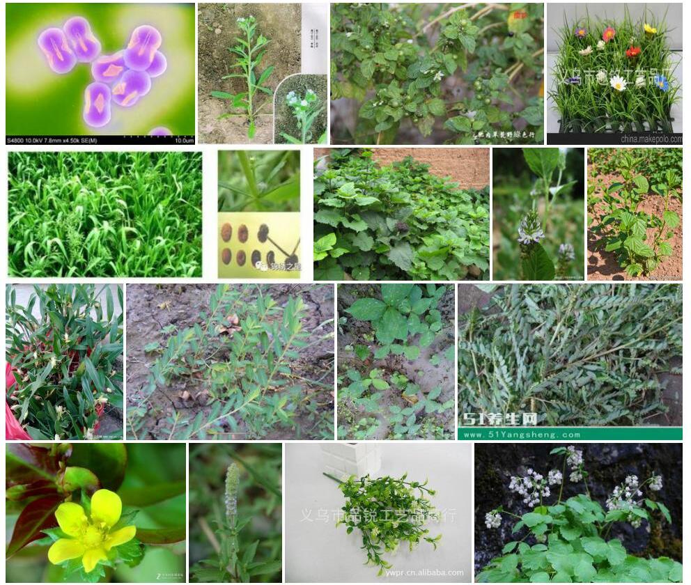 小果微孔草照片和图片/