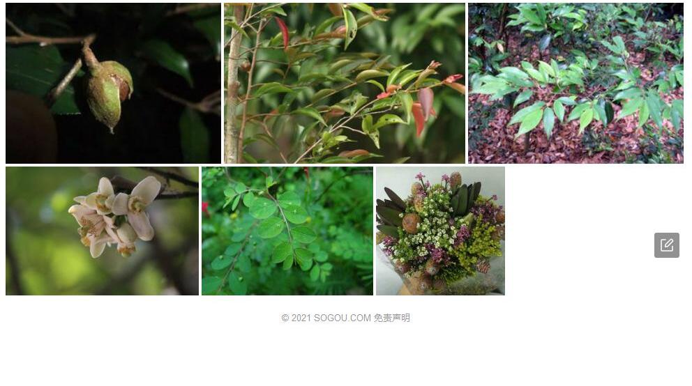 小果毛蕊茶照片和图片/