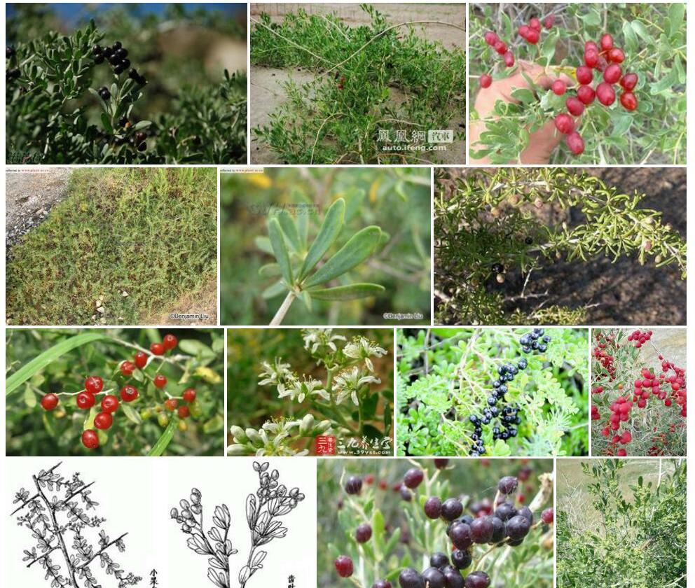 小果白刺照片和图片/