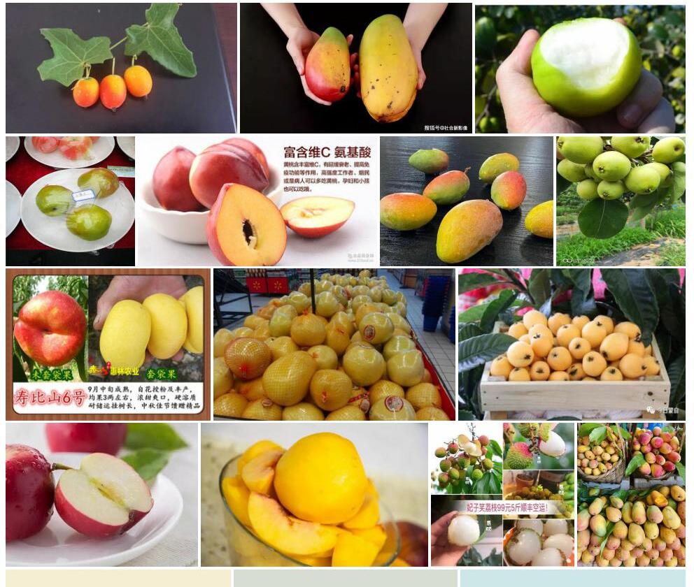 小果肉托果照片和图片/