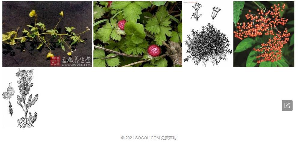 小果草照片和图片/