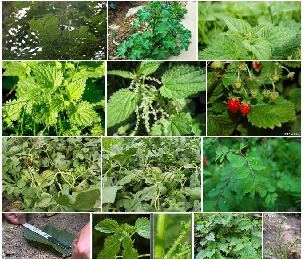 小果荨麻照片和图片/