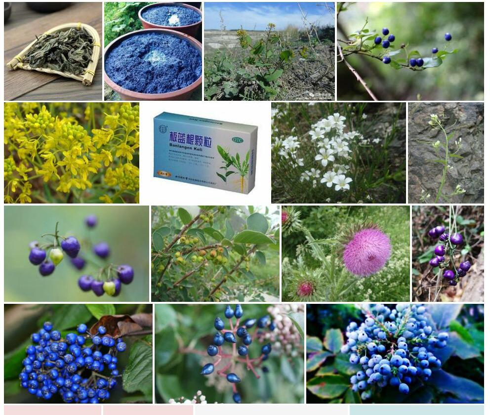 小果菘蓝照片和图片/