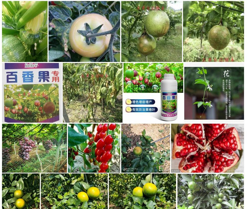 小果裂果漆照片和图片/
