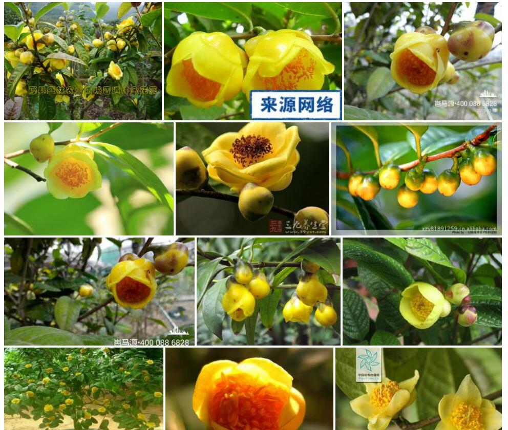 小果金花茶照片和图片/