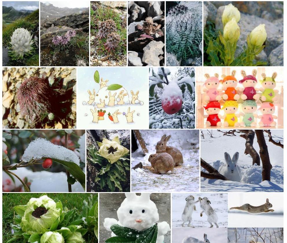 小果雪兔子照片和图片/