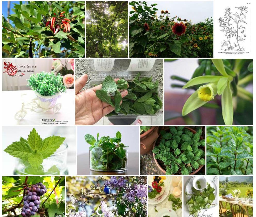 小果香草照片和图片/